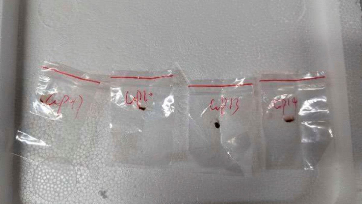 Fusarium Graminearum - 1